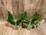 Phalaenopsis Dtps I-Hsin Polar Bear (4" pot) - Image 4