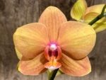 Double Spikea Phalaenopsis Jiuhbao Queen Diamond (4.5" pot) - Image 3