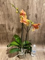 Double Spikea Phalaenopsis Jiuhbao Queen Diamond (4.5" pot) - Image 5