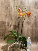 Double Spikea Phalaenopsis Jiuhbao Queen Diamond (4.5" pot) - Image 4