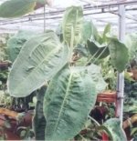 Rare - Anthurium Peltigerum (4.5” pot) - Image 7
