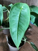 Rare - Anthurium Peltigerum (4.5” pot)