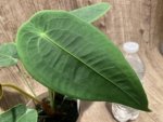 Rare - Anthurium Peltigerum (4.5” pot) - Image 4