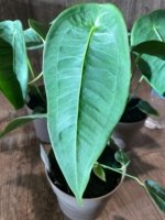 Rare - Anthurium Peltigerum (4.5” pot) - Image 3