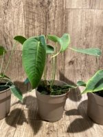 Rare - Anthurium Peltigerum (4.5” pot) - Image 11