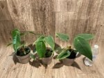 Rare - Anthurium Peltigerum (4.5” pot) - Image 9