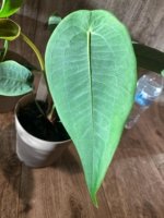 Rare - Anthurium Peltigerum (4.5” pot) - Image 6