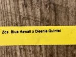 In Spike Zygosepescalum Blue Hawaii × Deenie Quintai (3.5" pot) - Image 6
