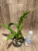 In Spike Zygosepescalum Blue Hawaii × Deenie Quintai (3.5" pot) - Image 2