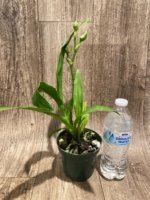 In Spike Zygosepescalum Blue Hawaii × Deenie Quintai (3.5" pot) - Image 5