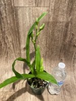 In Spike Zygosepescalum Blue Hawaii × Deenie Quintai (3.5" pot) - Image 4