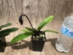 In Spike Paphiopedilum QF Kaha (Paph. QF Wainani x charlesworthii) (2" pot) - Image 4