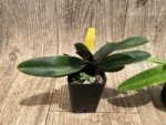 In Spike Paphiopedilum QF Kaha (Paph. QF Wainani x charlesworthii) (2" pot) - Image 5