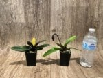 In Spike Paphiopedilum QF Kaha (Paph. QF Wainani x charlesworthii) (2" pot) - Image 2