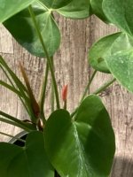 Anthurium Orange (6” pot) - Image 3