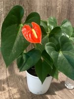 Anthurium Orange (6” pot) - Image 4