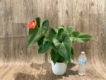 Anthurium Orange (6” pot) - Image 5
