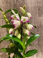 In Buds - Dendrobium Lucky Girl (3.5” pot) - Image 6