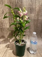 In Buds - Dendrobium Lucky Girl (3.5” pot) - Image 7