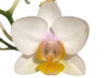 Double Spikes Phalaenopsis.Toyama Sakura (3.5" pot) - Image 2