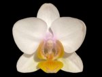 Double Spikes Phalaenopsis.Toyama Sakura (3.5" pot)