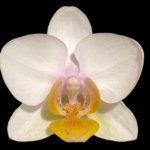 Double Spikes Phalaenopsis.Toyama Sakura (3.5" pot)