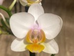 Double Spikes Phalaenopsis.Toyama Sakura (3.5" pot) - Image 3
