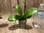 Double Spikes Phalaenopsis.Toyama Sakura (3.5" pot) - Image 9