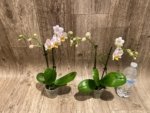 Double Spikes Phalaenopsis.Toyama Sakura (3.5" pot) - Image 6