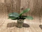 Phalaenopsis I-Hsin Bubble Gum (3” pot) - Image 7