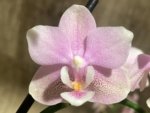 Double Spikes In Bloom Phalaenopsis NOID (3.5" pot) - Image 3