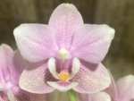 Double Spikes In Bloom Phalaenopsis NOID (3.5" pot) - Image 2