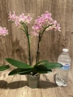 Double Spikes In Bloom Phalaenopsis NOID (3.5" pot) - Image 8