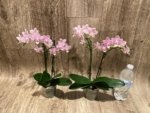 Double Spikes In Bloom Phalaenopsis NOID (3.5" pot) - Image 6