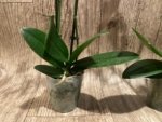 Double Spikes In Bloom Phalaenopsis NOID (3.5" pot) - Image 10