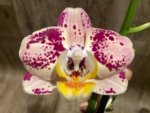 Double Spikes Phalaenopsis Dtps I-Hsin Fantastic World (4.5" pot) - Image 3