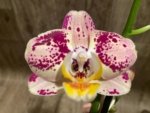 Double Spikes Phalaenopsis Dtps I-Hsin Fantastic World (4.5" pot) - Image 2