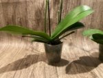 Double Spikes Phalaenopsis Dtps I-Hsin Fantastic World (4.5" pot) - Image 9