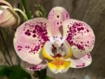 Double Spikes Phalaenopsis Dtps I-Hsin Fantastic World (4.5" pot)