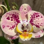 Double Spikes Phalaenopsis Dtps I-Hsin Fantastic World (4.5" pot)