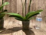 Double Spikes Phalaenopsis Dtps I-Hsin Fantastic World (4.5" pot) - Image 10