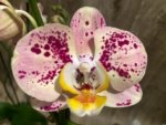 Double Spikes Phalaenopsis Dtps I-Hsin Fantastic World (4.5" pot) - Image 4