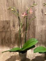 Double Spikes Phalaenopsis Dtps I-Hsin Fantastic World (4.5" pot) - Image 7