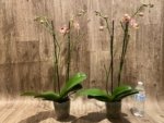 Double Spikes Phalaenopsis Dtps I-Hsin Fantastic World (4.5" pot) - Image 5