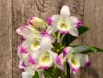 In Buds - Dendrobium Lucky Girl (3.5” pot) - Image 5