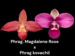 Phrag. Magdalene Rose × Phrag. kovachii 'Peruvian Gift’ (4.5" pot)