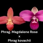 Phrag. Magdalene Rose × Phrag. kovachii 'Peruvian Gift’ (4.5" pot)