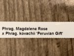 Phrag. Magdalene Rose × Phrag. kovachii 'Peruvian Gift’ (4.5" pot) - Image 7