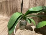 Multi Spikes Phalaenopsis OX Little Prince (4.5" Pot) - Image 9