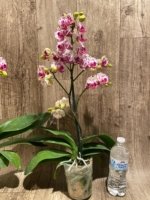 Multi Spikes Phalaenopsis OX Little Prince (4.5" Pot) - Image 6